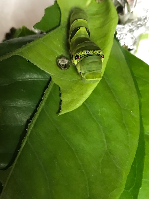 アゲハ蝶の飼育 幼虫の飼い方 卵 １ ５齢幼虫 蛹 蝶