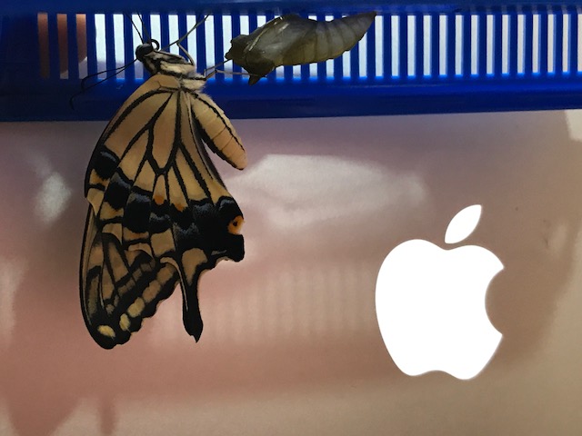 アゲハ蝶の飼育 幼虫の飼い方 卵 １ ５齢幼虫 蛹 蝶